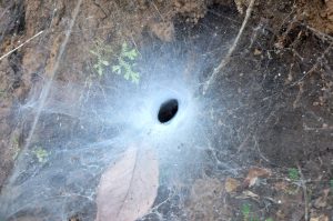 Funnel Spiders Web