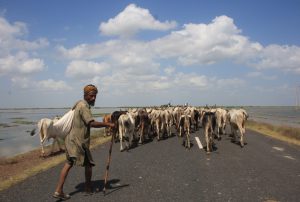 Man with his Herd of Cows in Kutchh