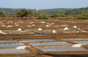 Salt Pans Goa