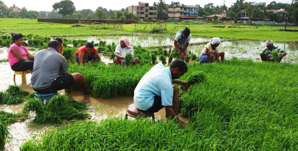 rice cultivation essay