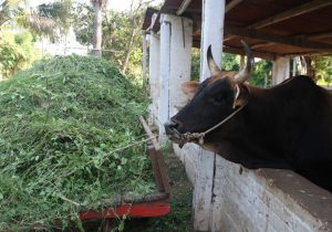 Cow and its Huge Fodder Pile