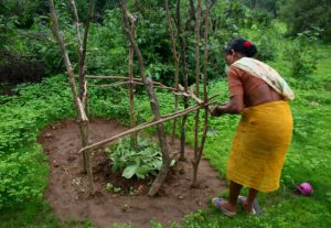 Lady doing Fresh Plantation