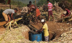 Sugarcane Jaggery Making in Balli Village